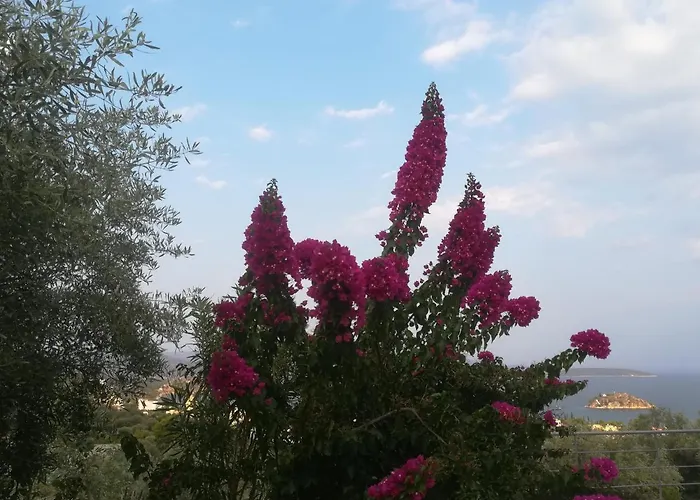Πέτρα, Ελιά Και Λεβάντα