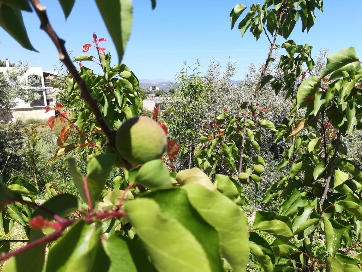 πέτρα, ελιά και λεβάντα Hébergement de vacances *