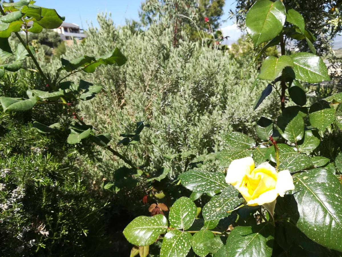 Hébergement de vacances πέτρα, ελιά και λεβάντα *