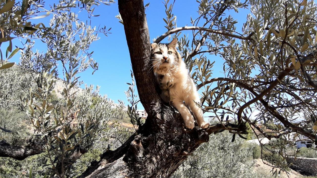 Hébergement de vacances πέτρα, ελιά και λεβάντα Tolón